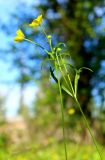 Ranunculus pedatus