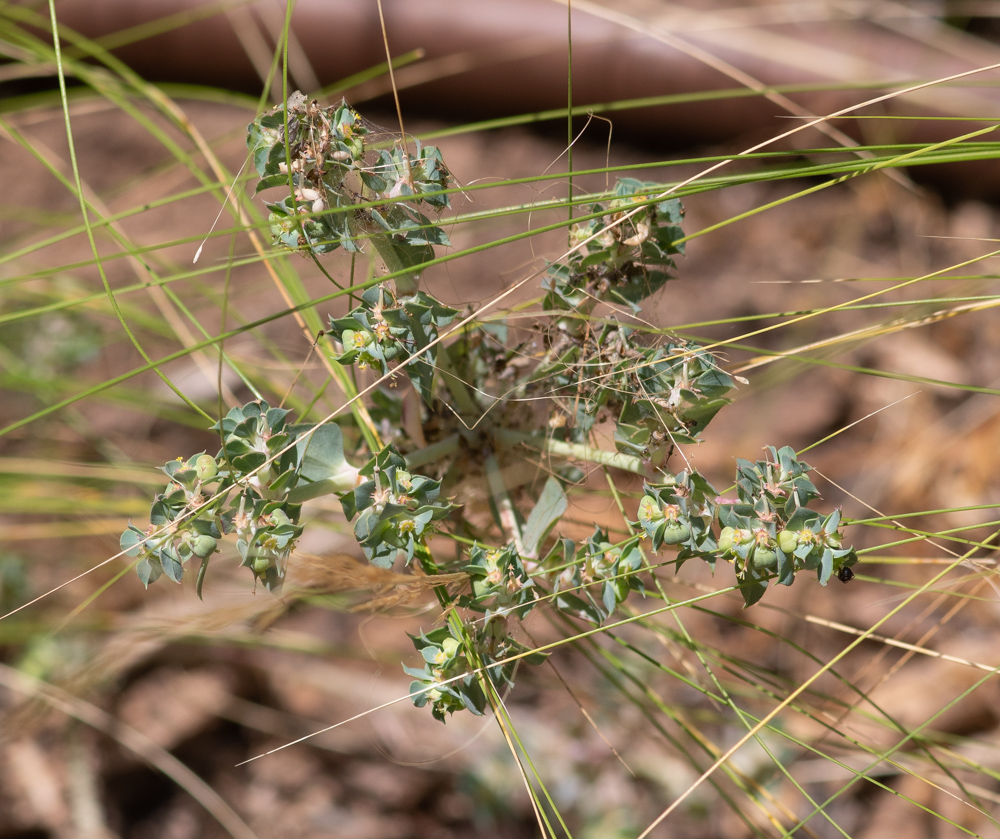 Image of Euphorbia aleppica specimen.