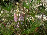 Lupinus × regalis. Цветы и листья - розовая форма. Киев, луг возле Святошинских озёр. Июль 2006 г.