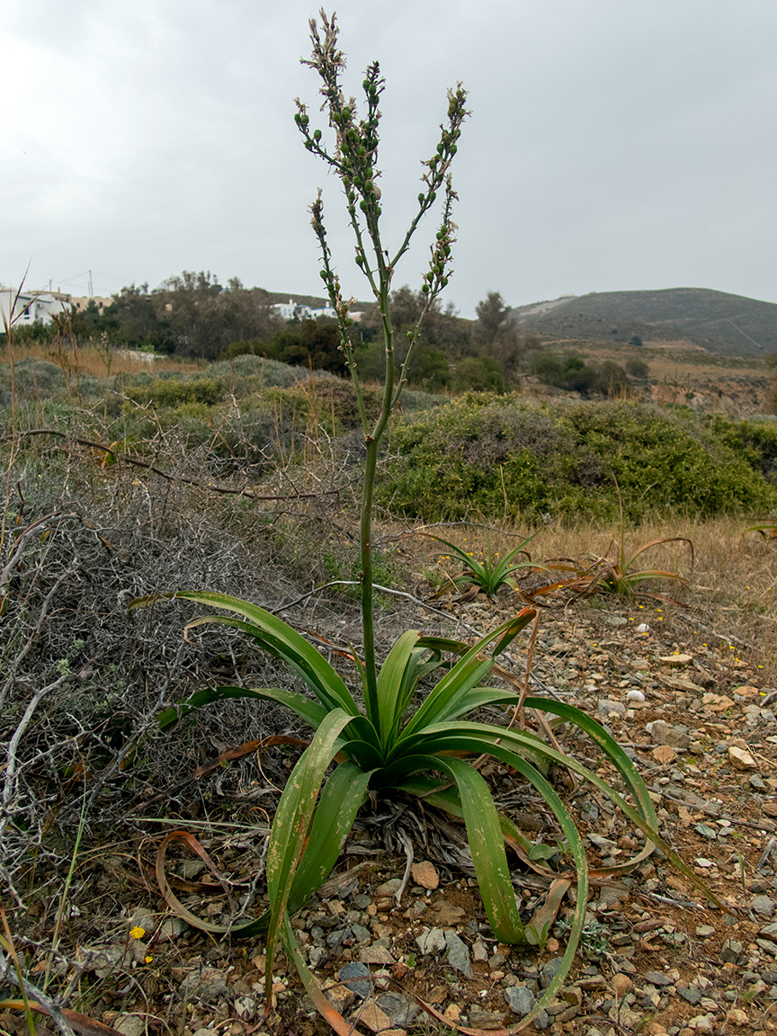 Image of Asphodelus ramosus specimen.