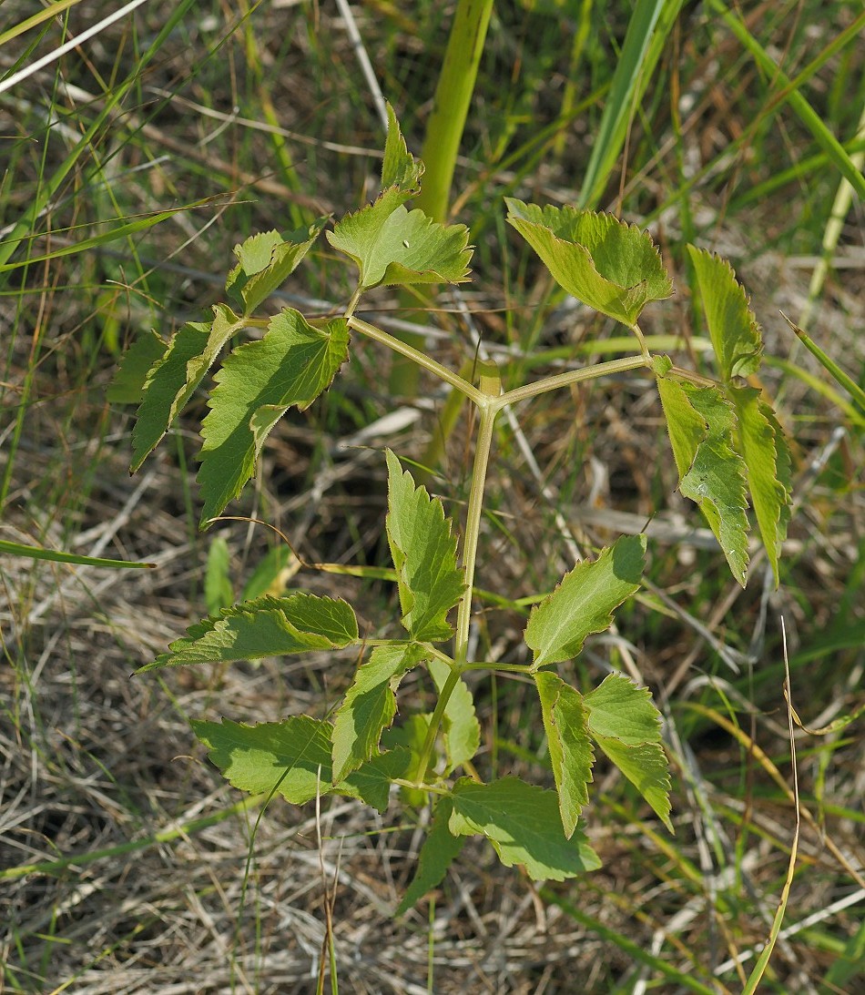 Изображение особи Ostericum palustre.