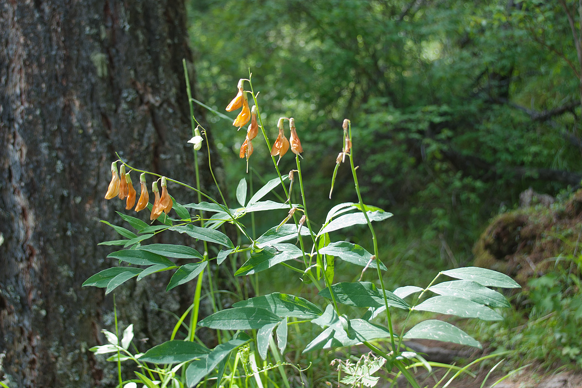 Image of Lathyrus gmelinii specimen.