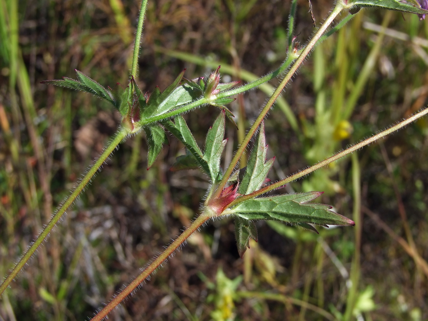 Изображение особи Geranium wlassovianum.