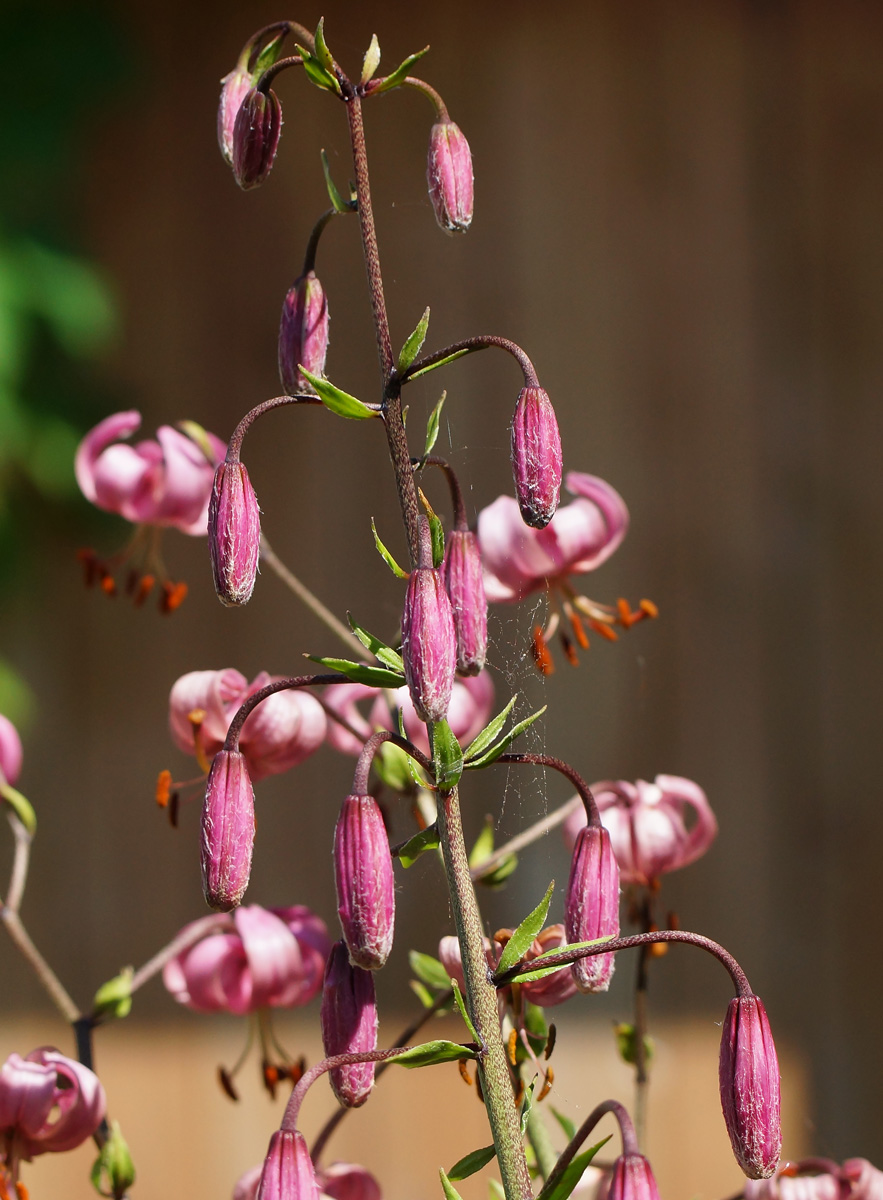 Изображение особи Lilium pilosiusculum.