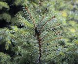 Picea omorika. Верхушка веточки ('Aurea'). Москва, ботанический сад МГУ \"Аптекарский огород\", в культуре. 02.09.2021.