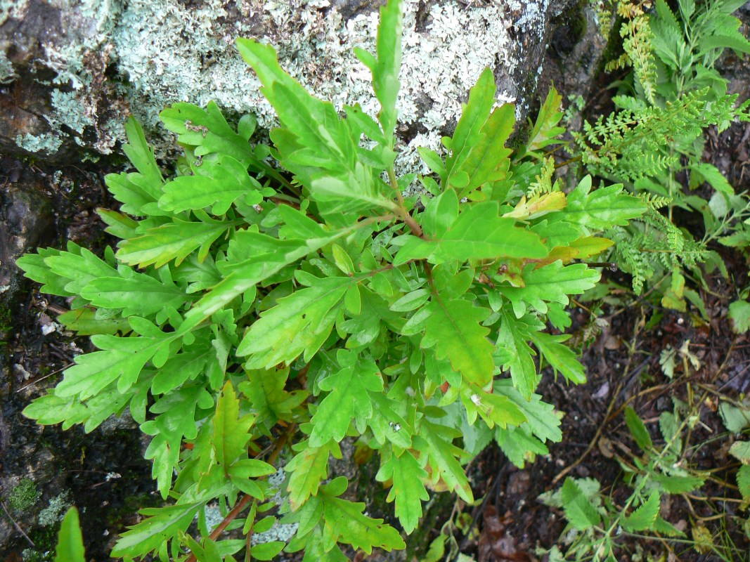 Изображение особи Patrinia rupestris.