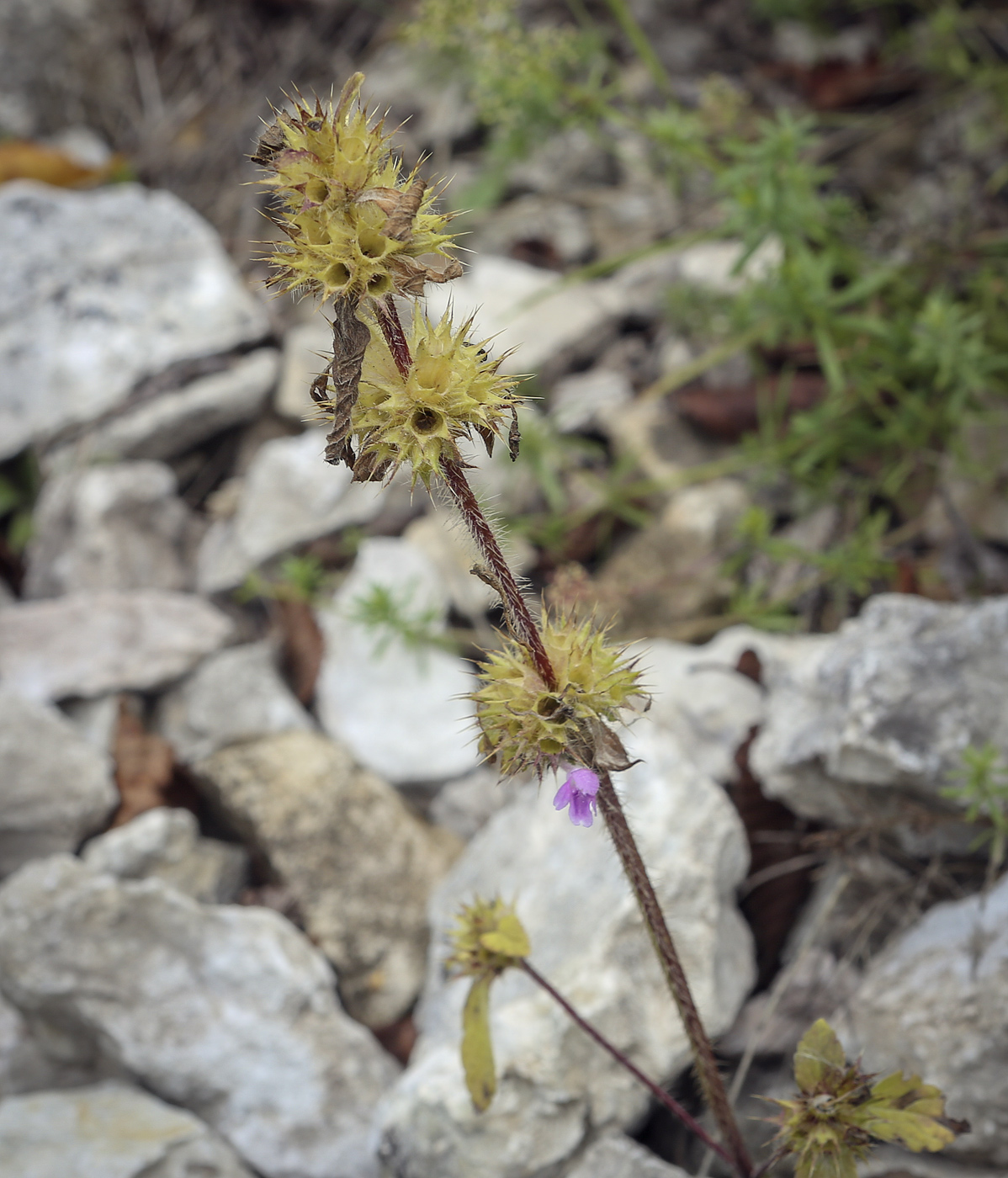 Image of Galeopsis bifida specimen.