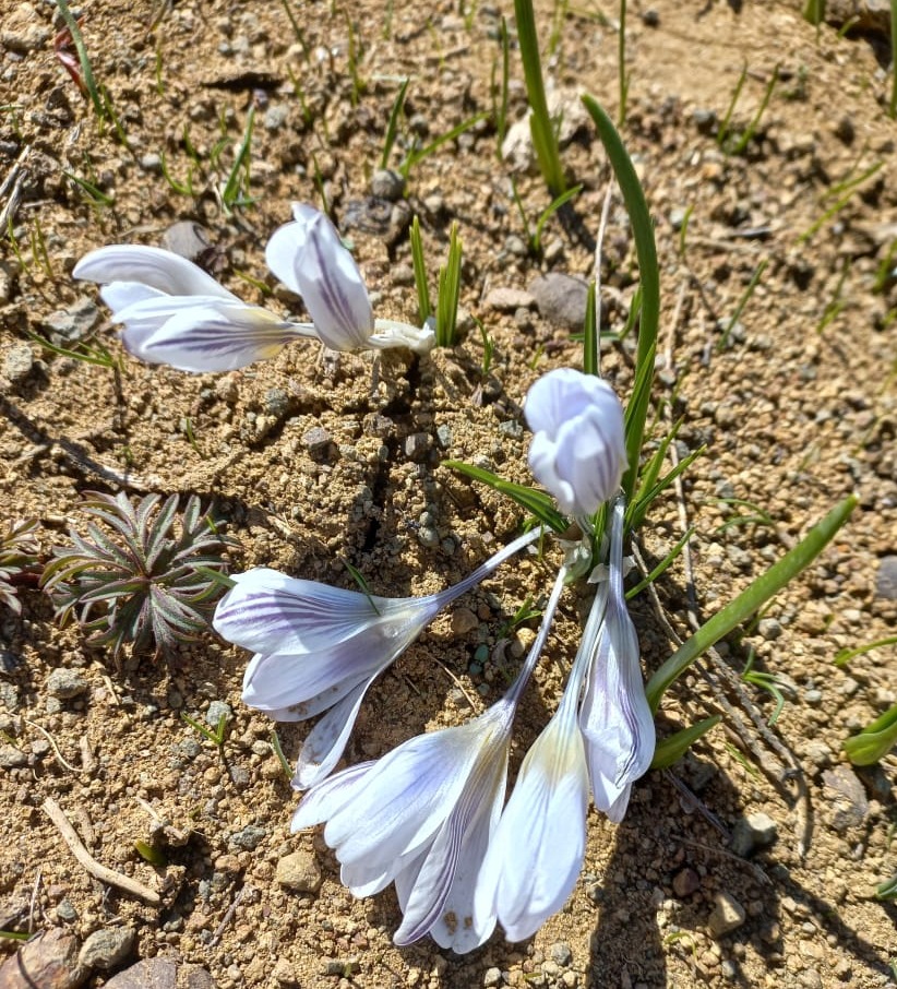 Изображение особи Crocus adamii.