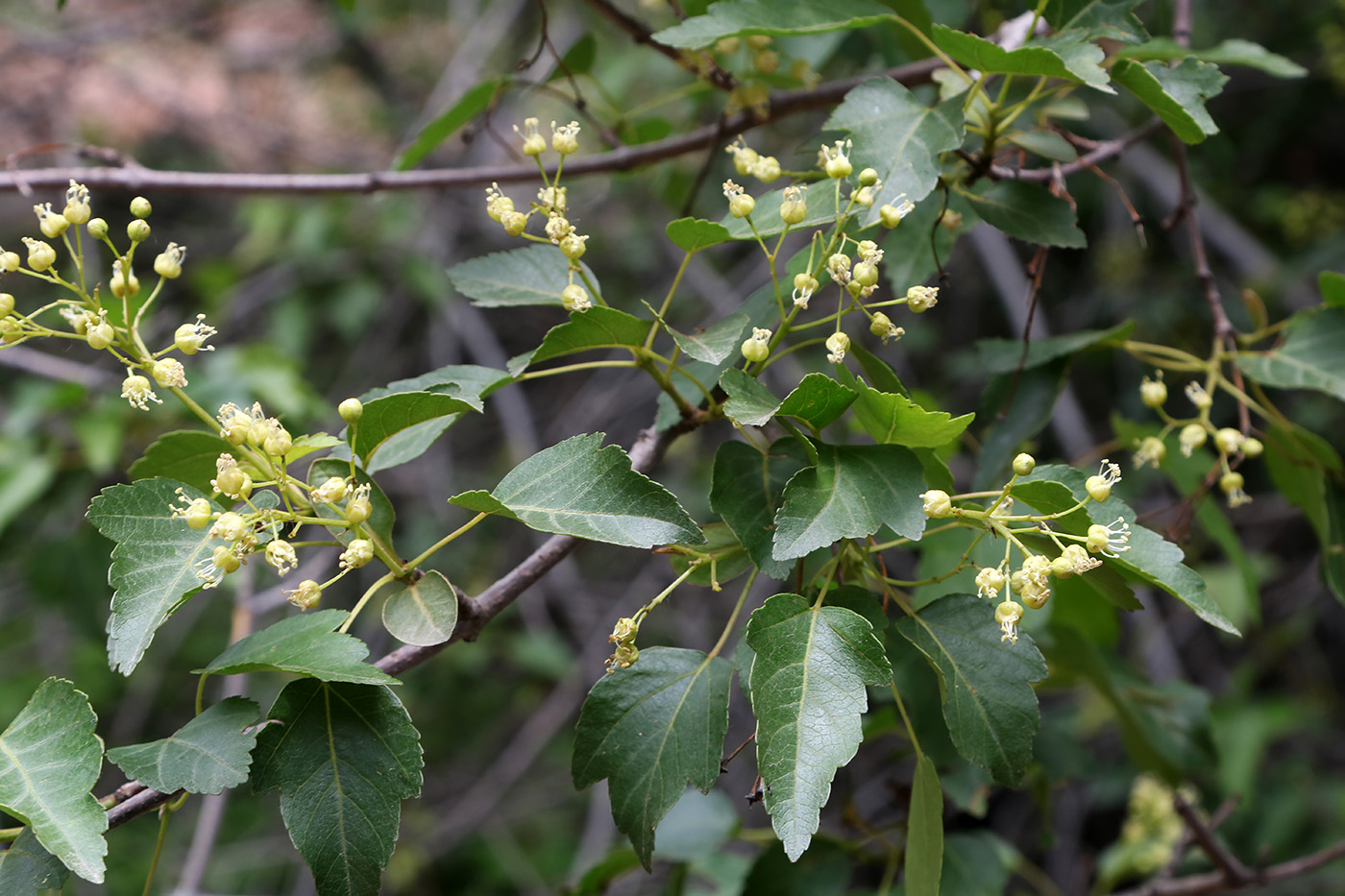 Image of Acer semenovii specimen.