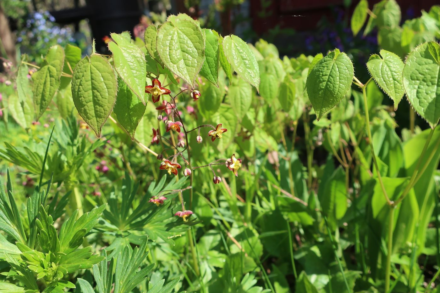 Image of Epimedium &times; cantabrigiense specimen.