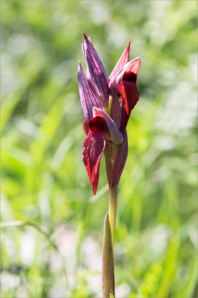 Изображение особи Serapias orientalis ssp. feldwegiana.