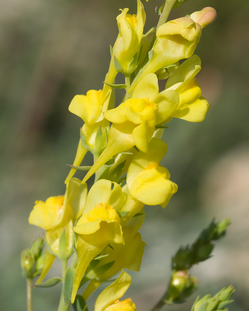 Image of Linaria genistifolia specimen.