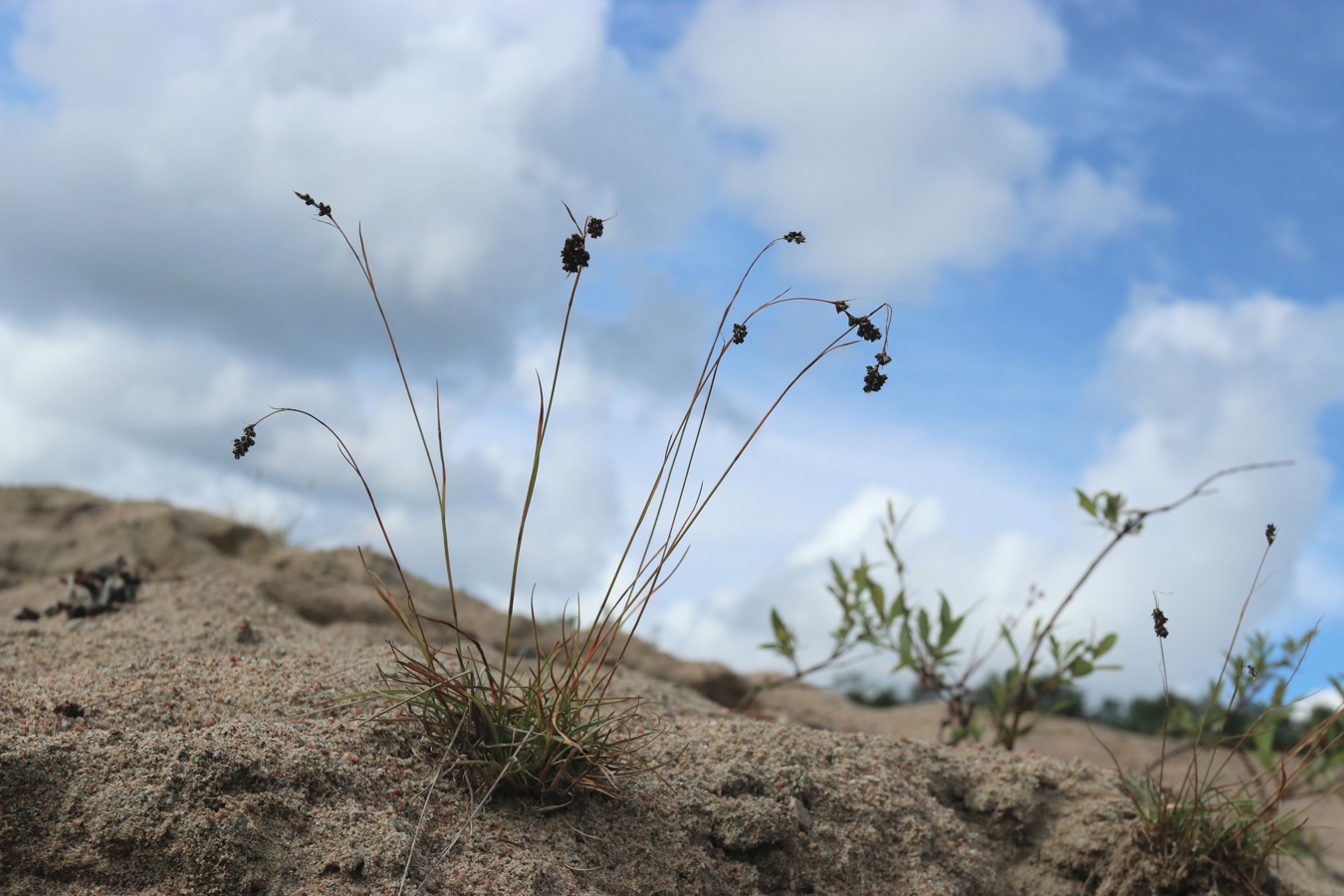 Image of Luzula spicata specimen.