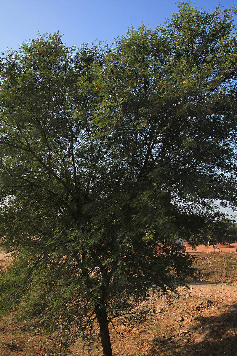 Изображение особи род Vachellia.