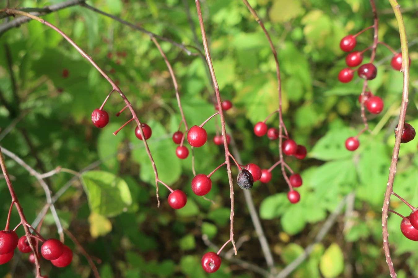 Image of Padus virginiana specimen.