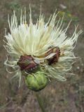 Rhaponticoides taliewii. Соцветие с сидящими клопами. Крым, зап. побережье, мыс Лукул. 1 июля 2010 г.