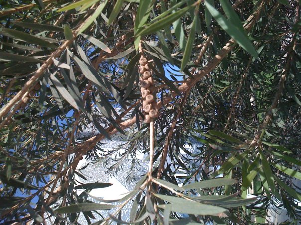 Image of Callistemon citrinus specimen.