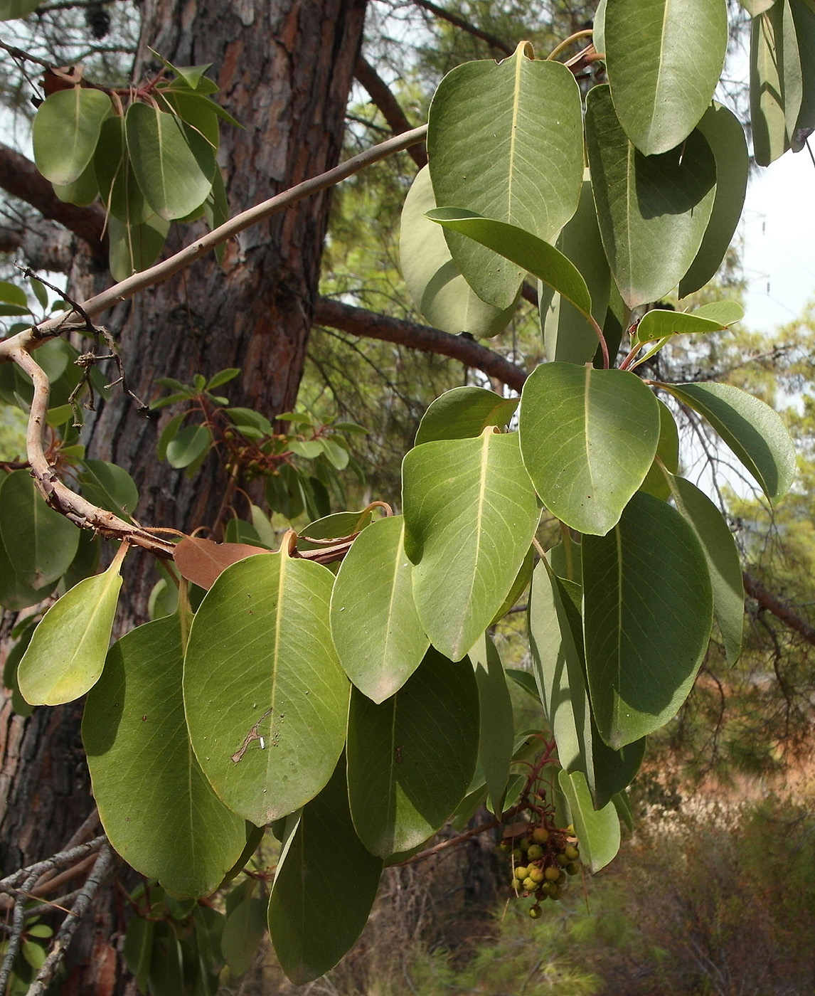 Изображение особи род Arbutus.