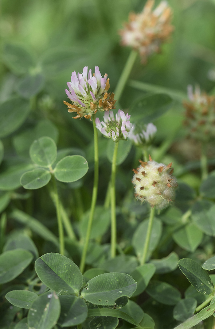 Image of Trifolium bonannii specimen.