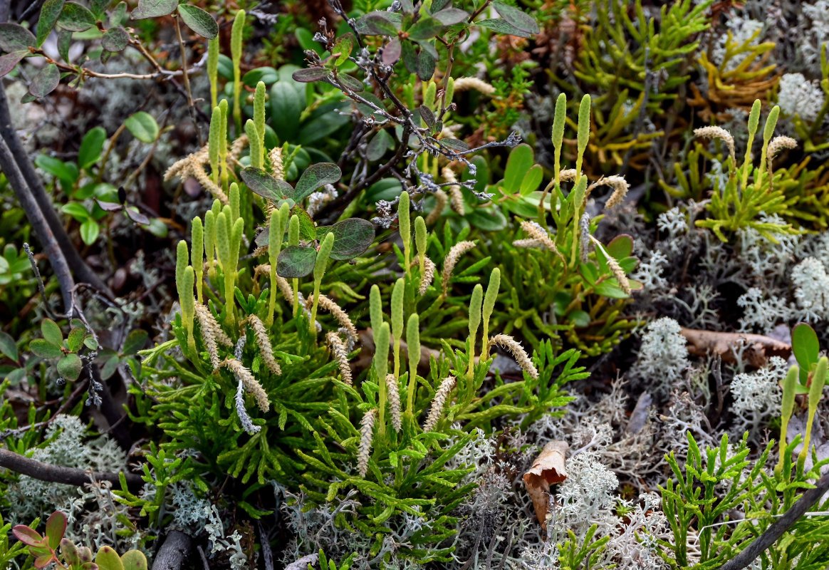 Изображение особи Diphasiastrum complanatum.