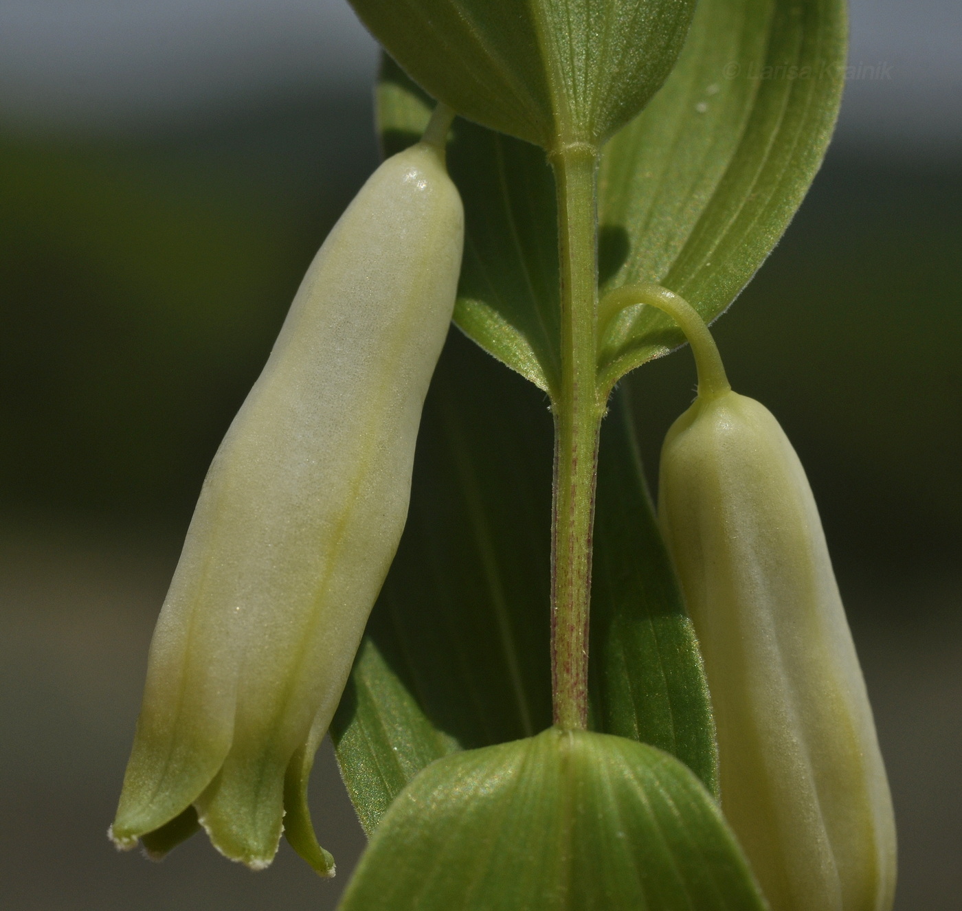 Image of Polygonatum humile specimen.