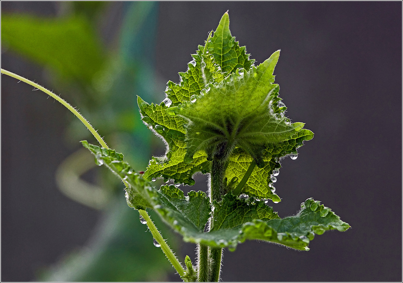 Изображение особи Cucumis sativus.