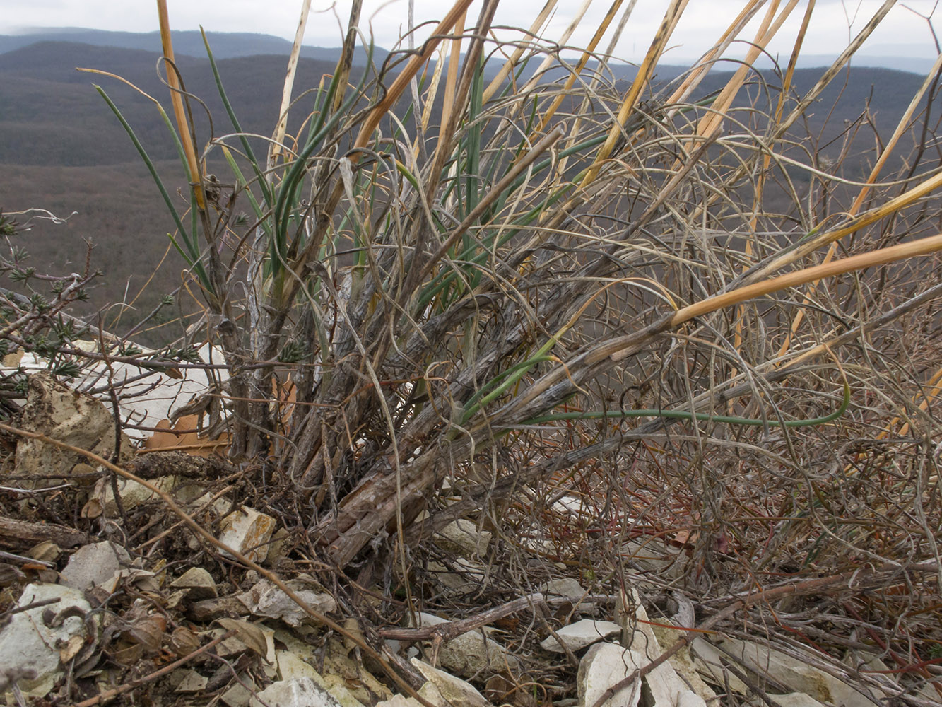 Image of Allium psebaicum specimen.