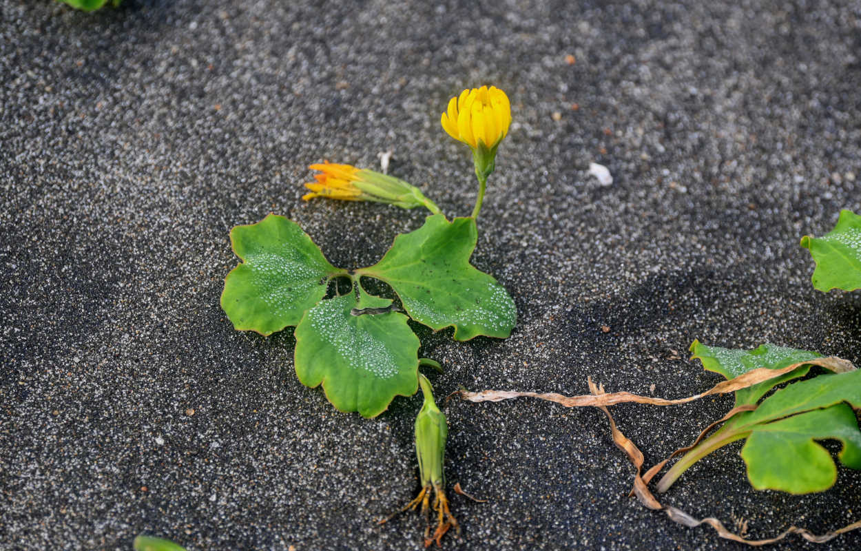 Image of Chorisis repens specimen.