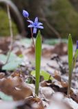 Scilla bifolia. Цветущее растение. Краснодарский край, Крымский р-н, окр. станицы Неберджаевская, ур. Малый Яр, буково-грабово-дубовый лес. 23.02.2024.