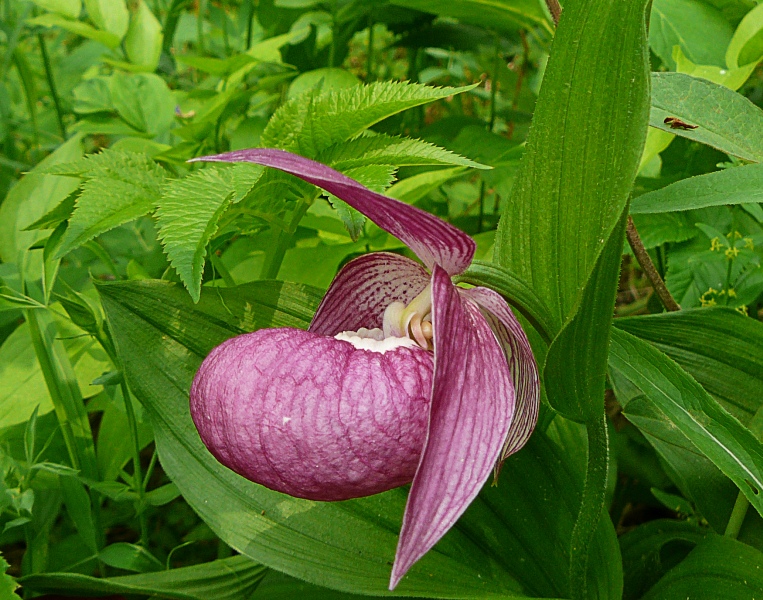 Image of Cypripedium macranthos specimen.