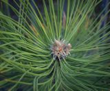 Смотреть изображение род Pinus