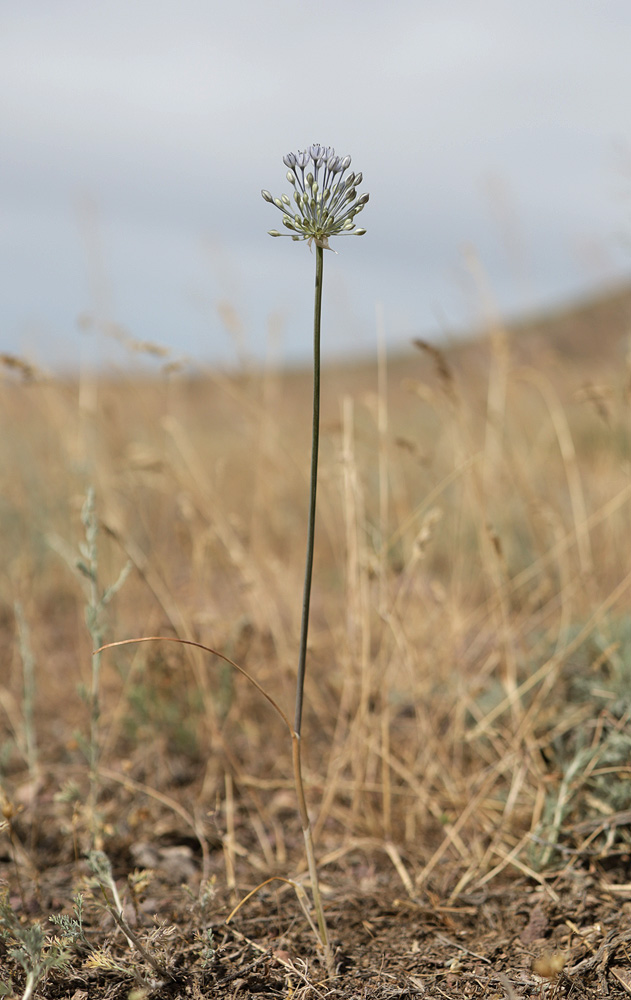 Изображение особи Allium caesium.