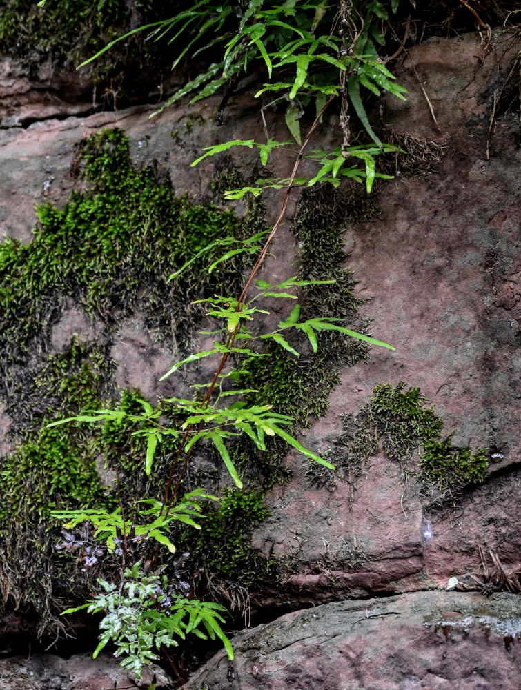 Image of Lygodium japonicum specimen.