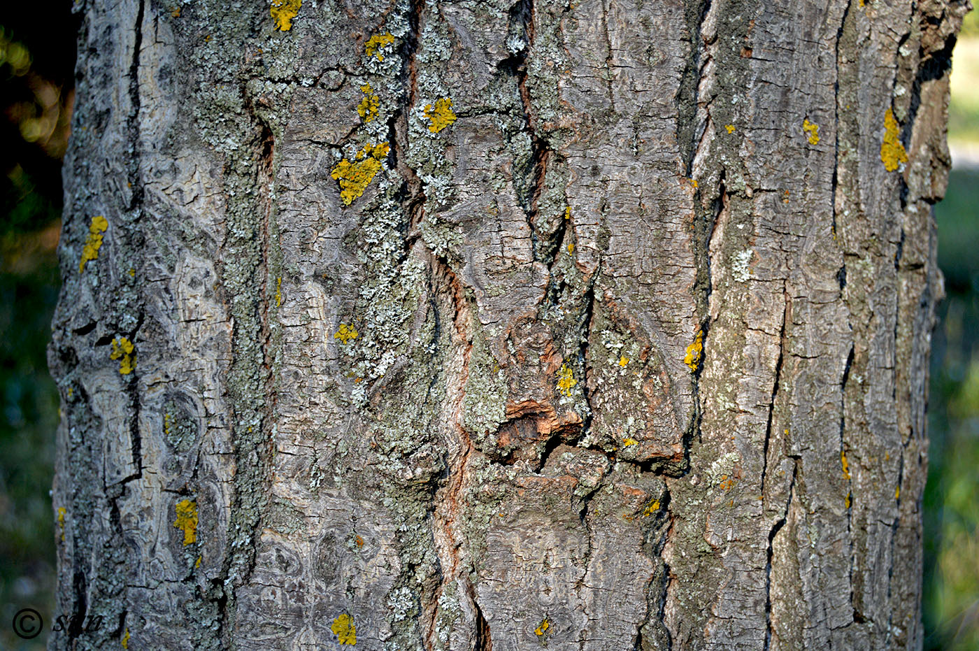 Image of Populus simonii specimen.