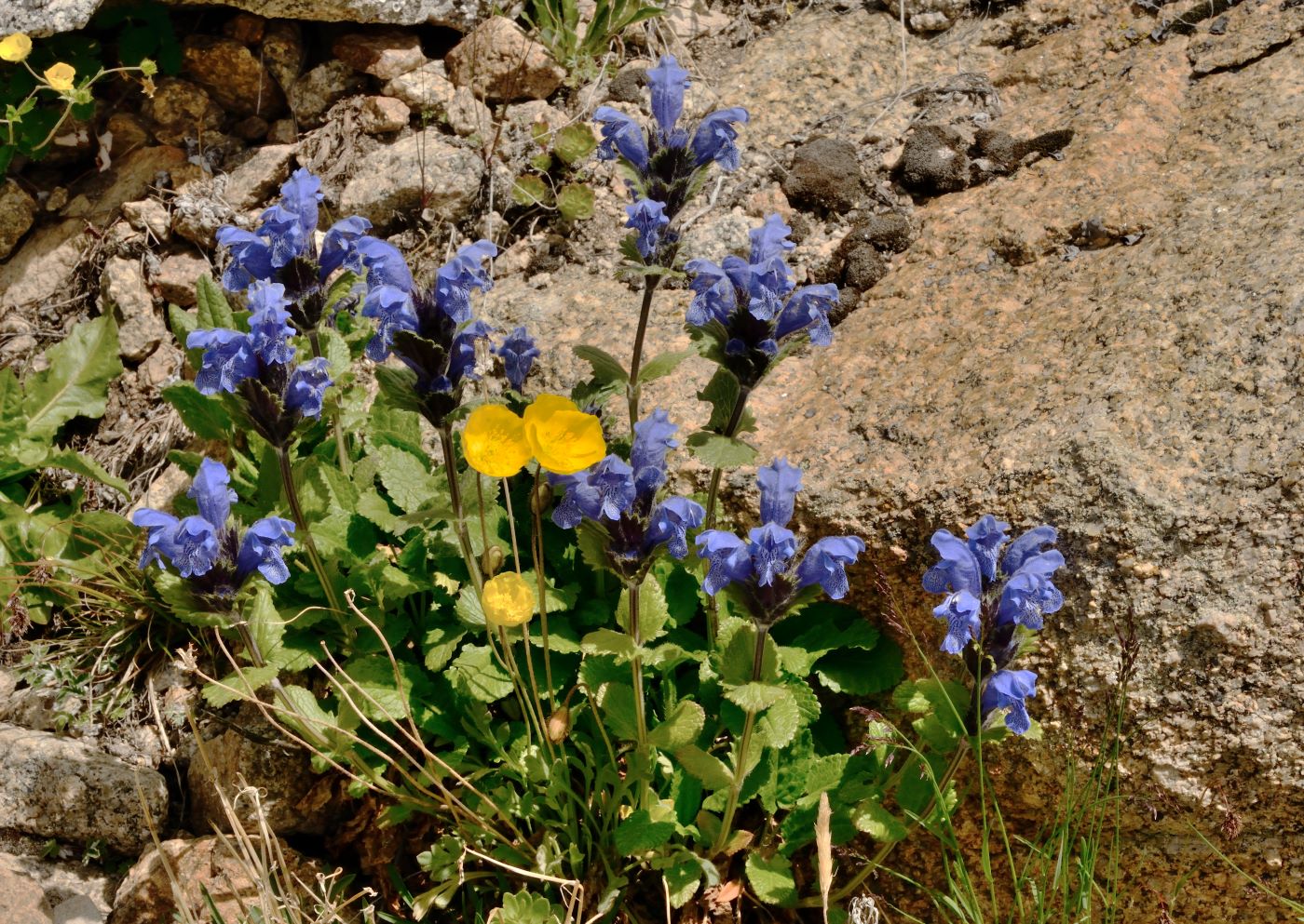 Image of Dracocephalum grandiflorum specimen.