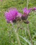 Cirsium elbrusense. Верхушка побега с общим соцветием. КБР, Черекский р-н, долина р. Псыгансу, ≈ 2000 м н.у.м., морена. 29.07.2024.