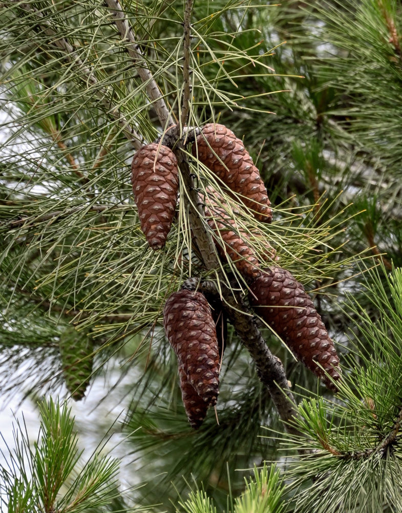 Изображение особи Pinus halepensis.