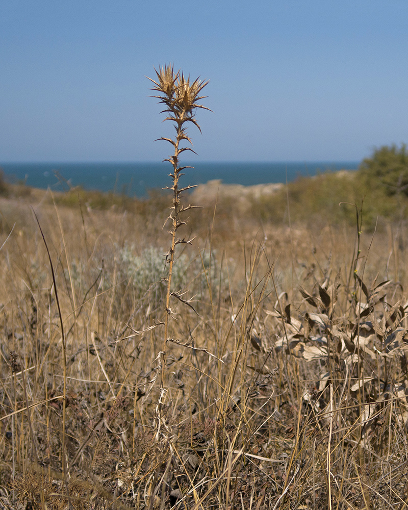 Изображение особи Carthamus lanatus.