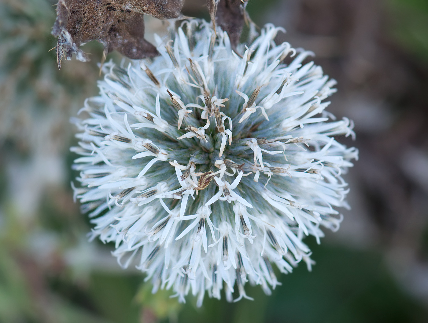 Image of Echinops sphaerocephalus specimen.