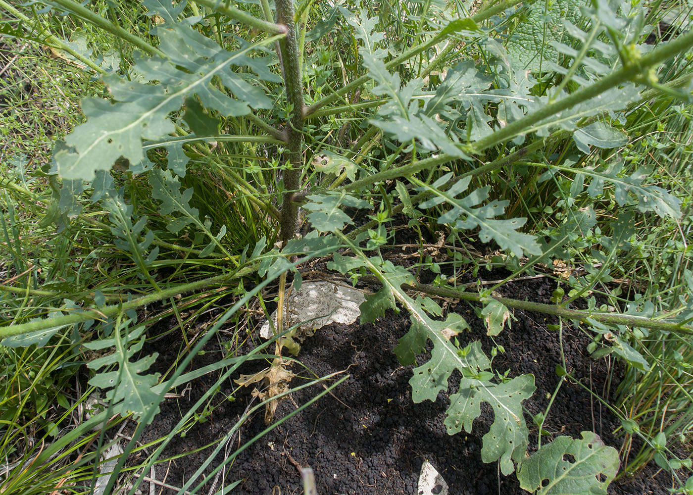 Image of Sisymbrium loeselii specimen.