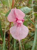 Impatiens glandulifera