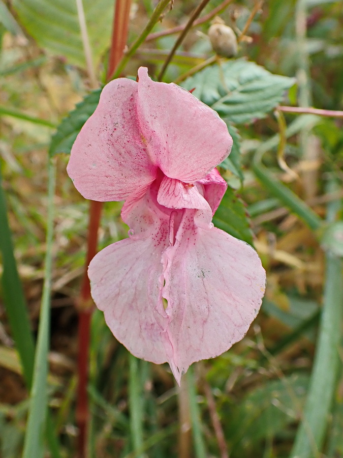 Изображение особи Impatiens glandulifera.