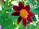 Dahlia pinnata. Соцветие. Ульяновск, Заволжский р-н, цветник у жилого дома. 14.07.2024.