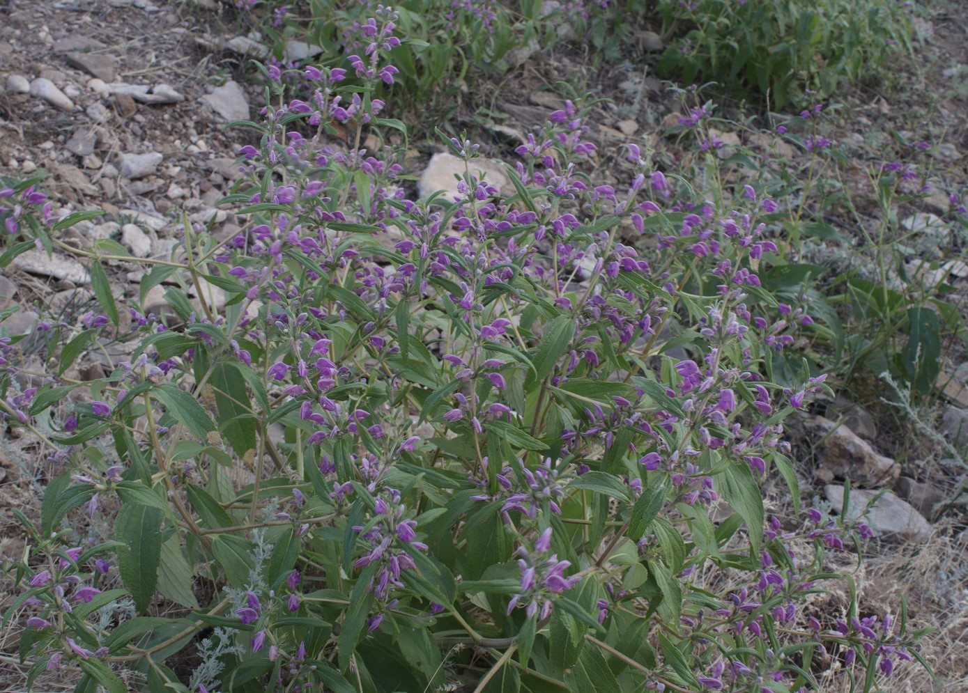 Изображение особи Phlomis pungens.