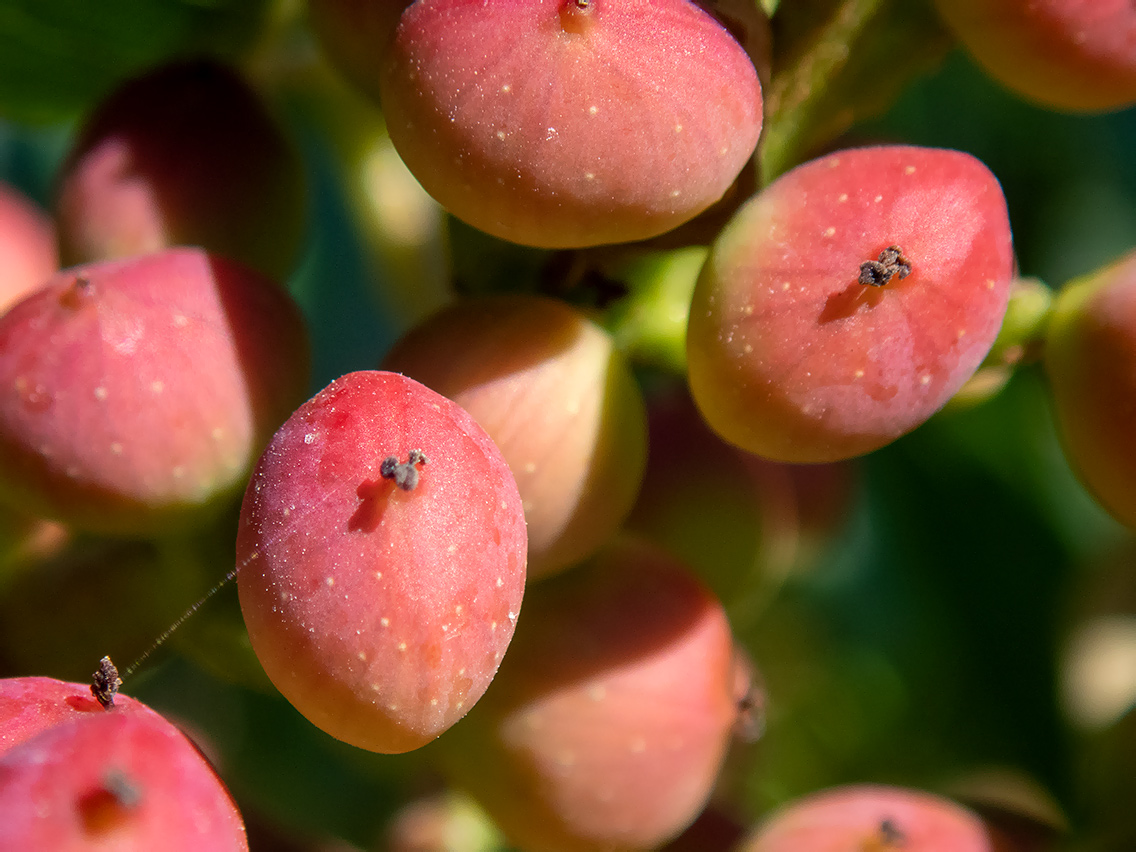 Изображение особи Pistacia mutica.