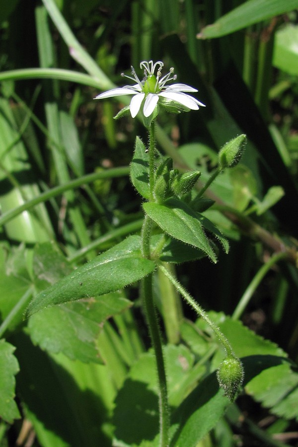 Image of Myosoton aquaticum specimen.