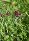 Echium russicum