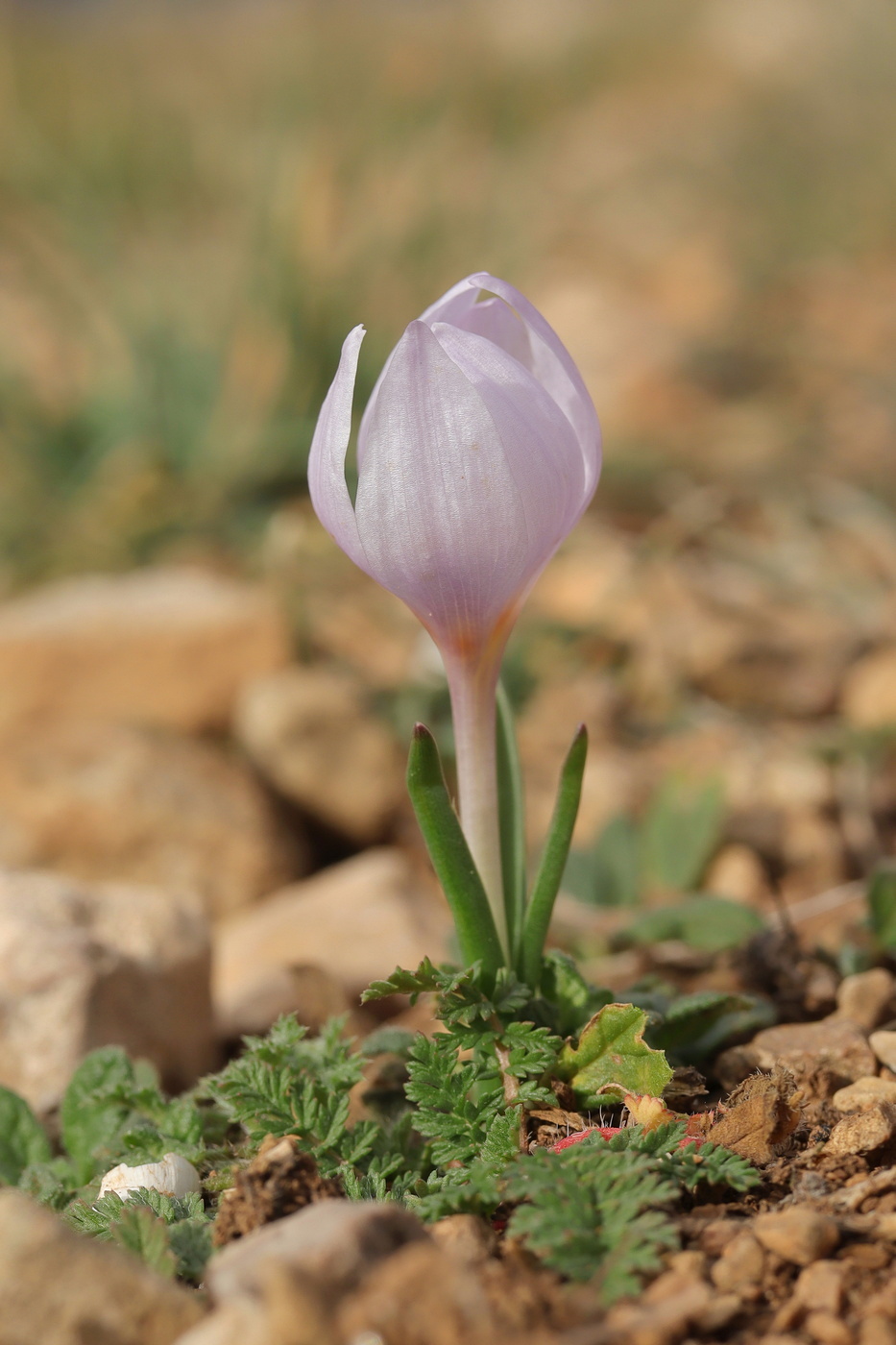 Image of Colchicum triphyllum specimen.