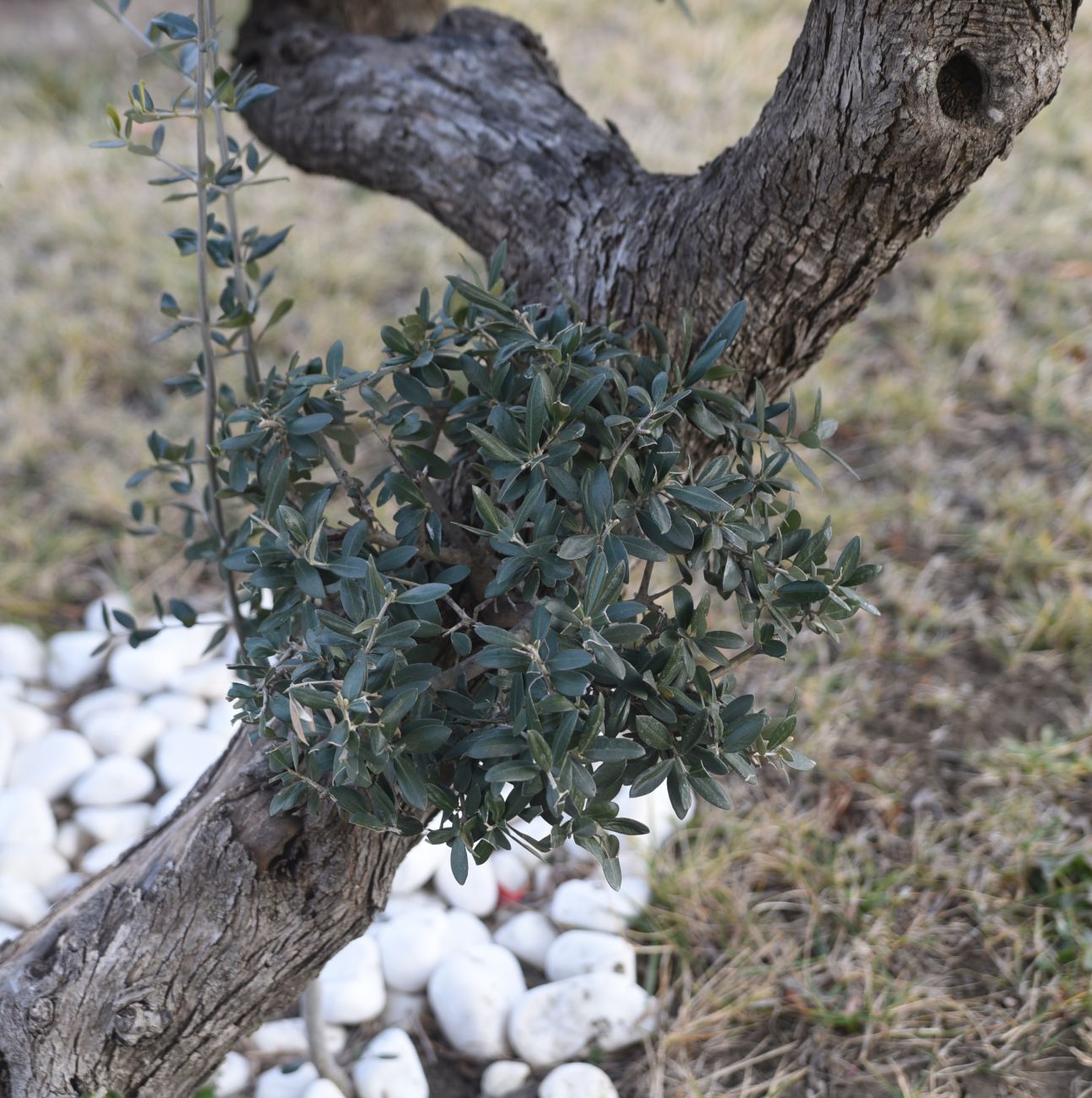 Image of Olea europaea specimen.