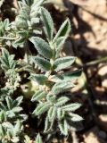 Astragalus dolichocarpus. Листья. Узбекистан, Ташкентская обл., окр. г. Газалкент, каменисто-глинистая почва. 19.04.2015.